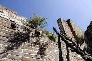 明星游长城没游客,独享古韵时光